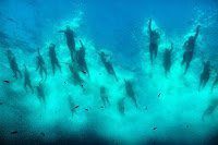 |