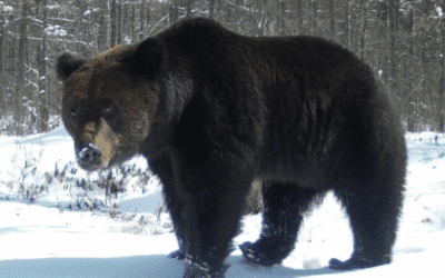 Marine Creatures To Watch For In The Open Water … Adding Bears To The List