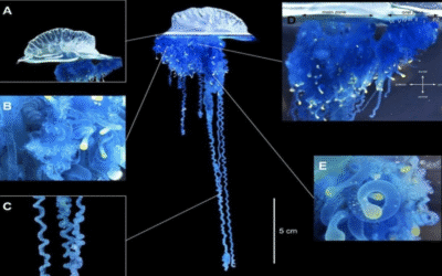 Be Prepared For Some New Crazy Stings In Northern Japan