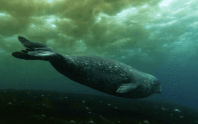 Shark Attack, Follow-up Questions