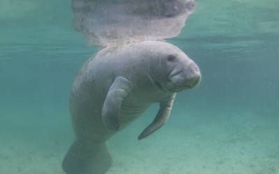 More Miles For Manatees